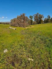 Riverslea_gully_before.jpg