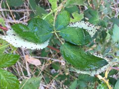 Blackberry-Leaf-Stapled.jpg