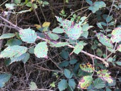 Blackberry-Leaf-at-Brindabella.jpg