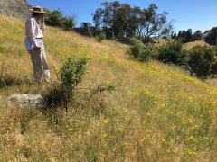 St-Johns-Wort.jpg